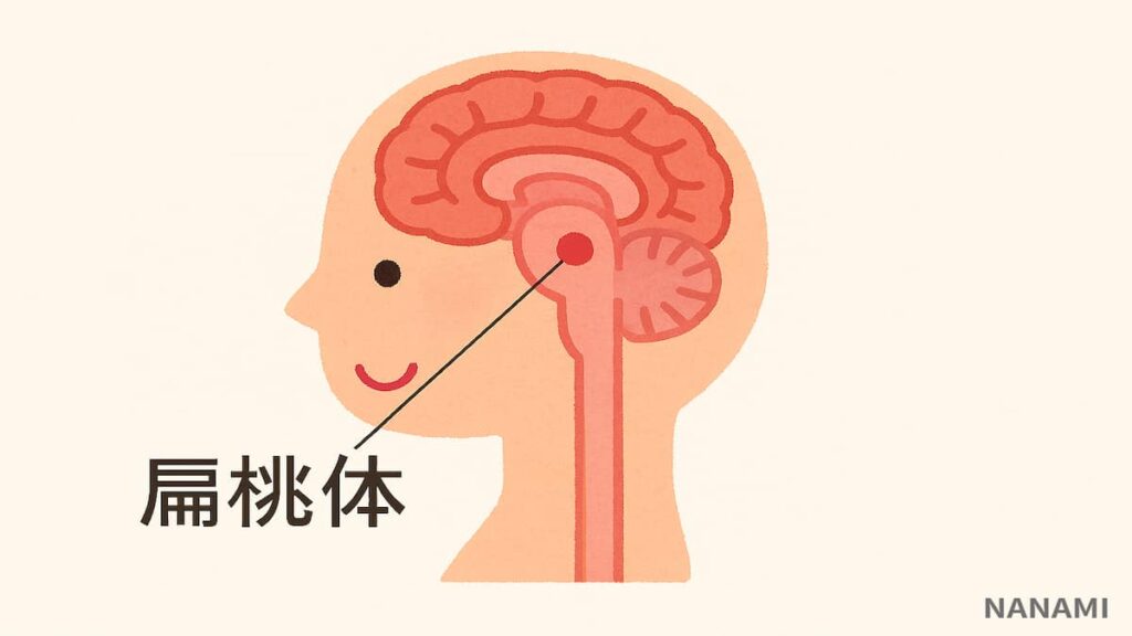 偏桃体