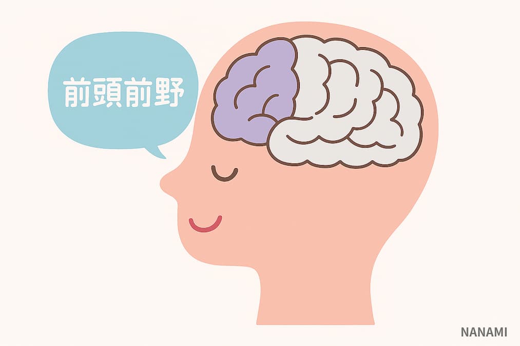 前頭前野