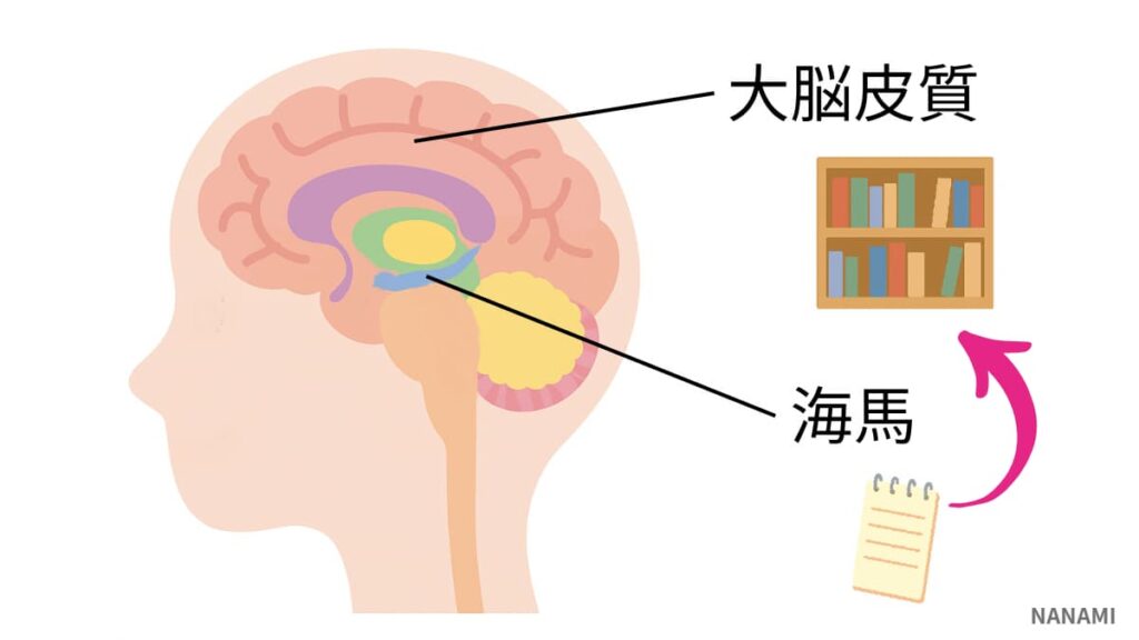 睡眠中に記憶を定着している